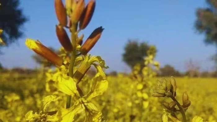 तारामीरा की खेती