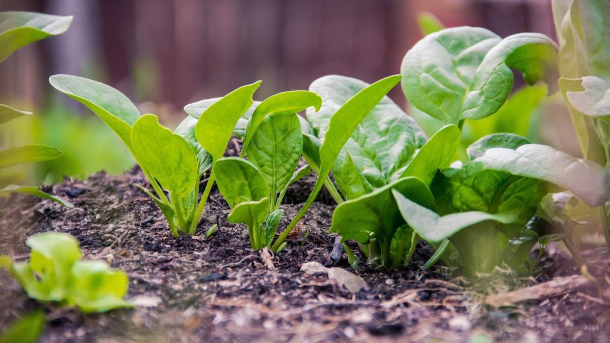 Spinach Farming 