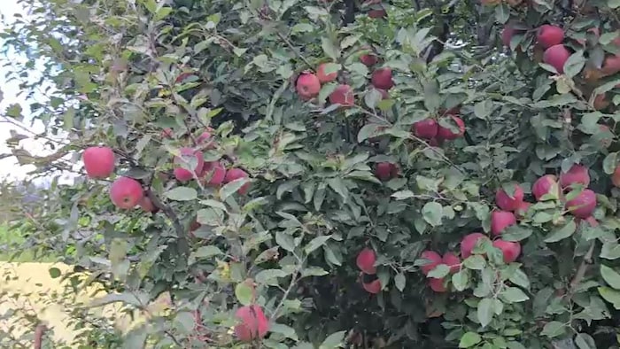 Kullu Apple Price Drop