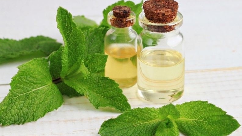 US tariff hurts mentha oil industry in UP's Rampur