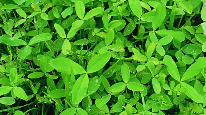 बरसीम की खेती