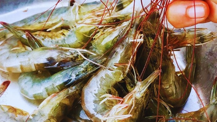 वाइब्रियोसिस बीमारी से सावधान रहें झींगा पालक.