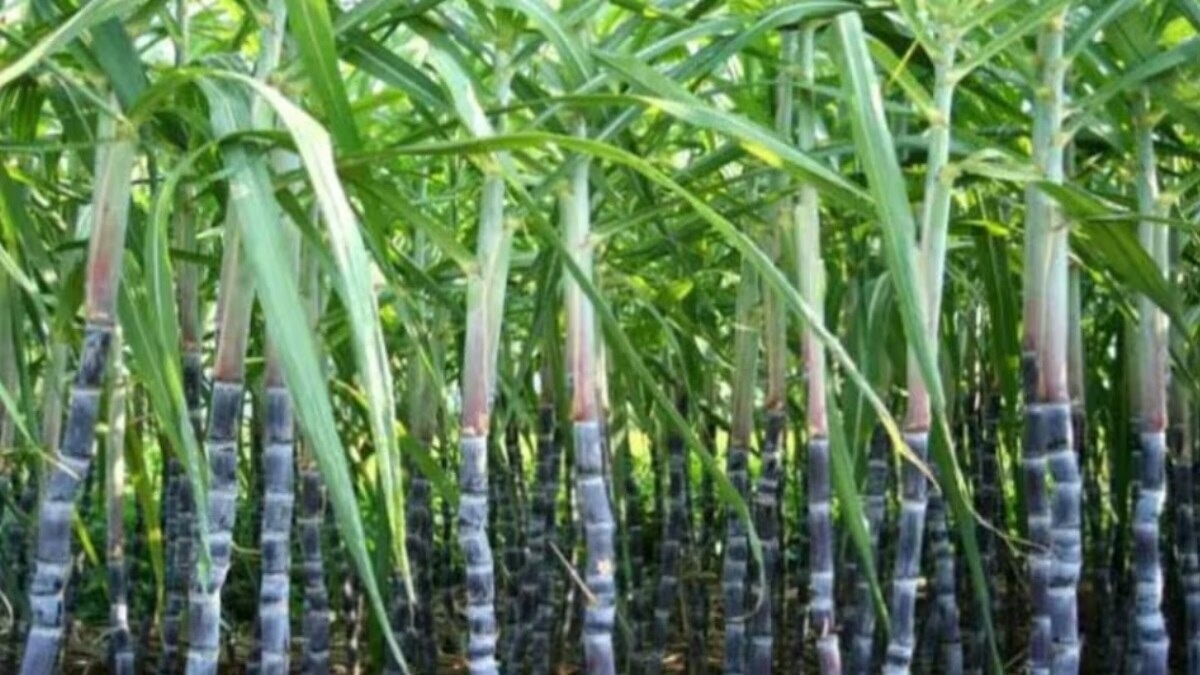 गन्ने की खेती के लिए सलाह (सांकेतिक तस्वीर)