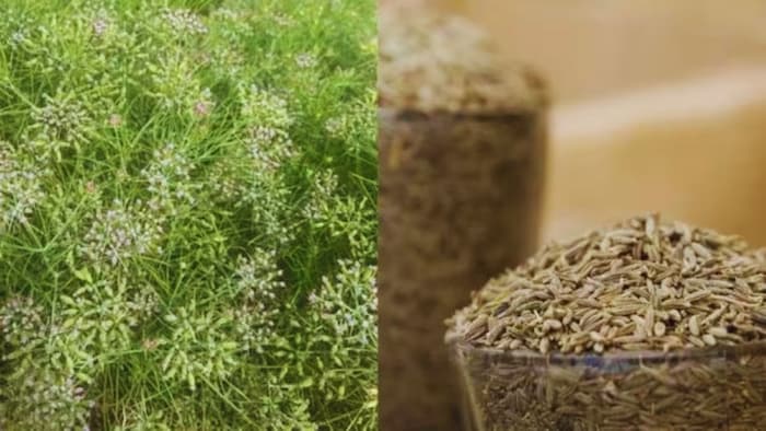 जीरे की बुवाई में देरी