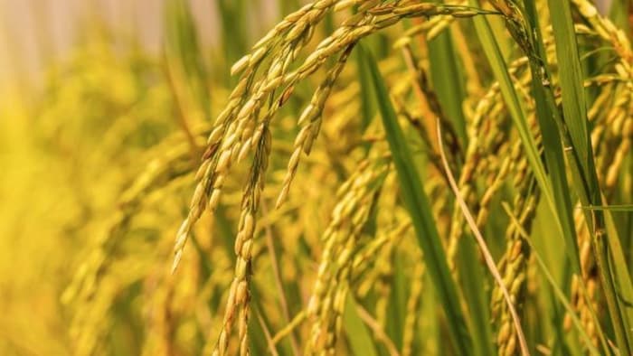 धान की किस्म