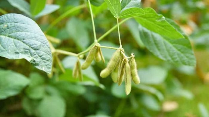 सोयाबीन की बुवाई