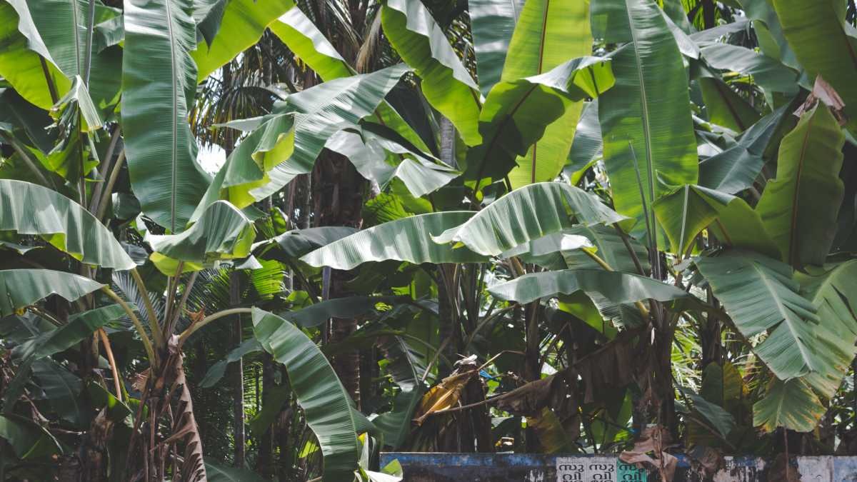 Banana tree  