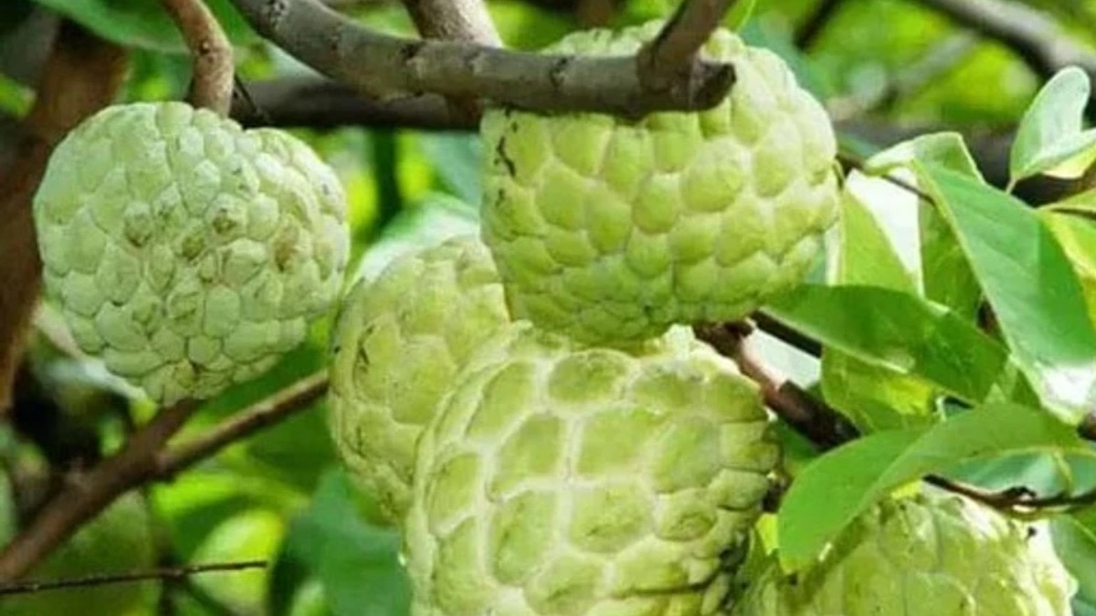 Custard Apple