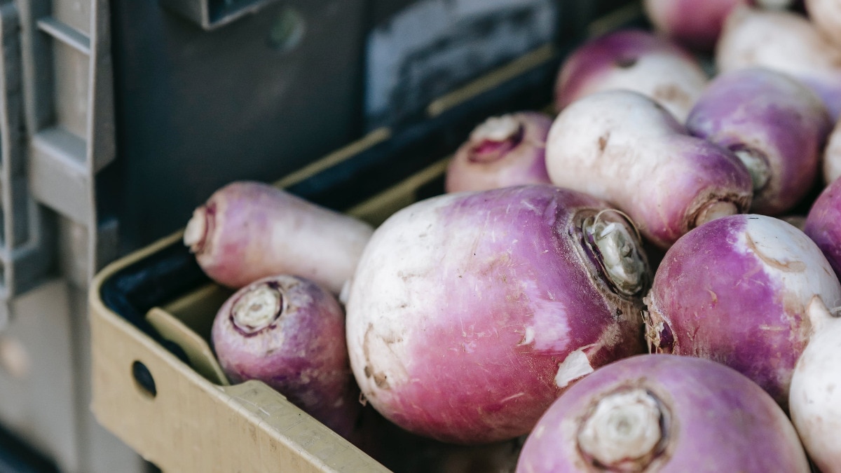 turnip