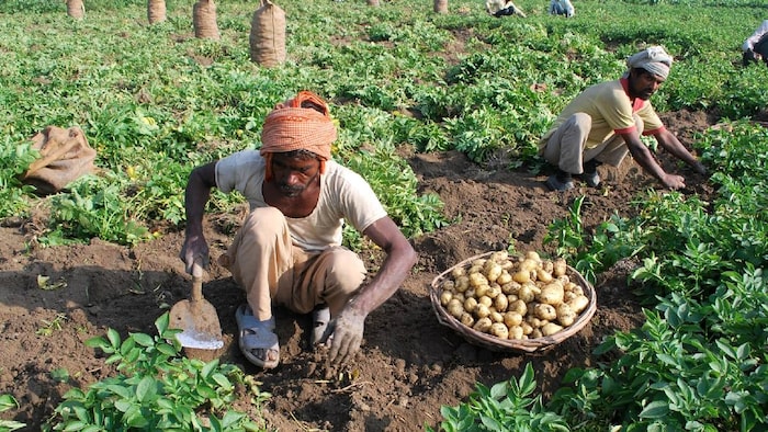 potato farming