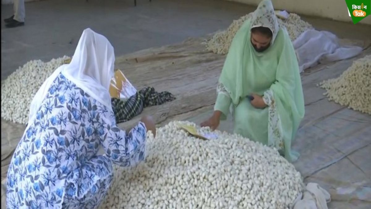 Silk Production 
