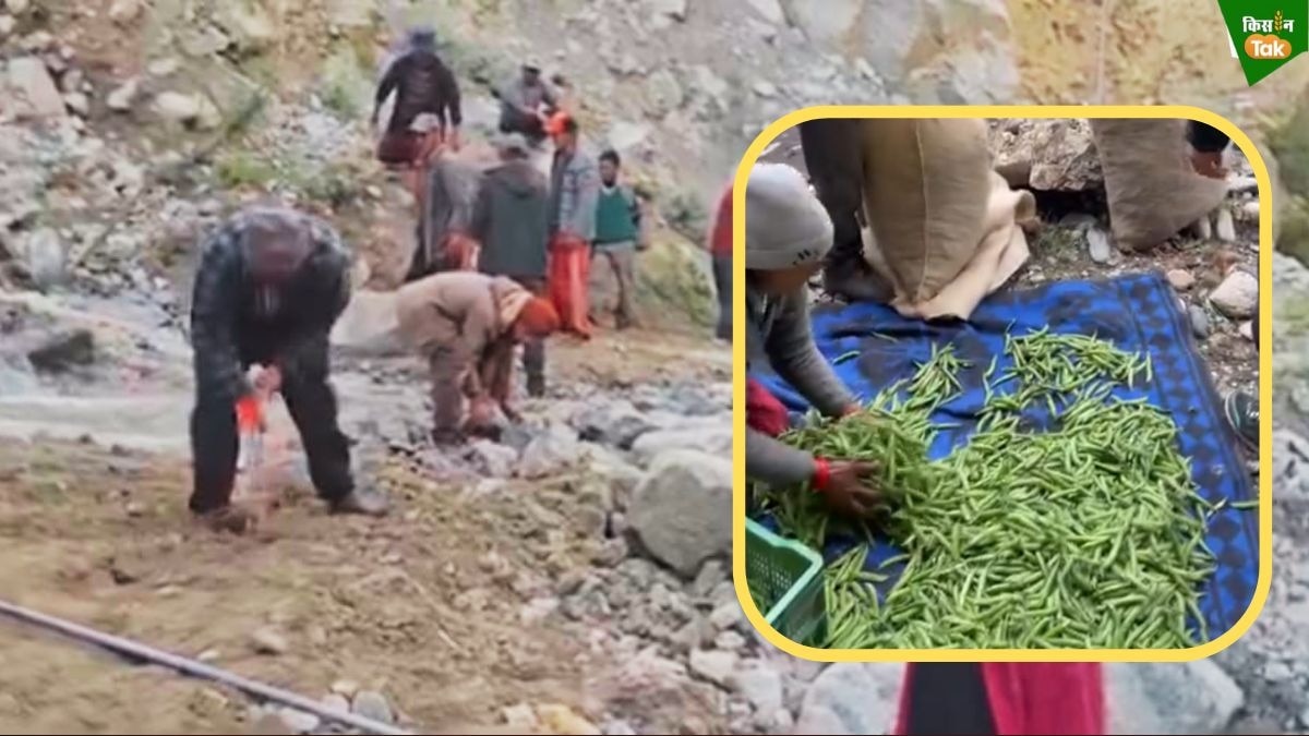Kinnaur pea crop