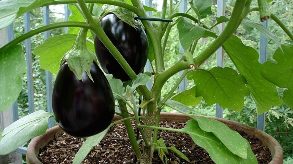 Brinjal Farming: इस सब्जी की खेती किसान को बना देगी करोड़पति, जानें इससे अमीर बनने की खास तरकीब  Brinjal Farming: इस सब्जी की खेती किसान को बना देगी करोड़पति, जानें इससे अमीर बनने की खास तरकीब