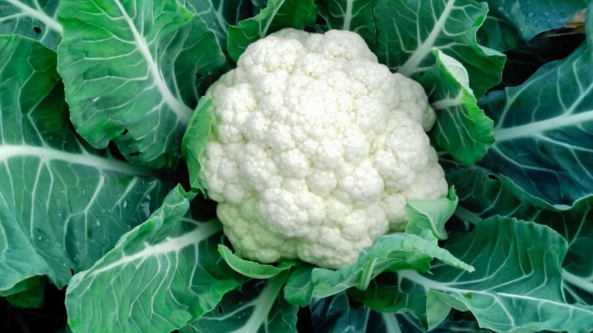 Cauliflower 
