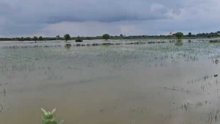 alwar rain crop damage