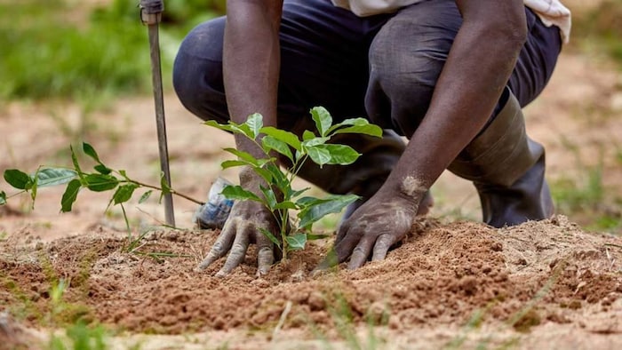 खेतों के मेड़ पर लगाएं ये पौधे
