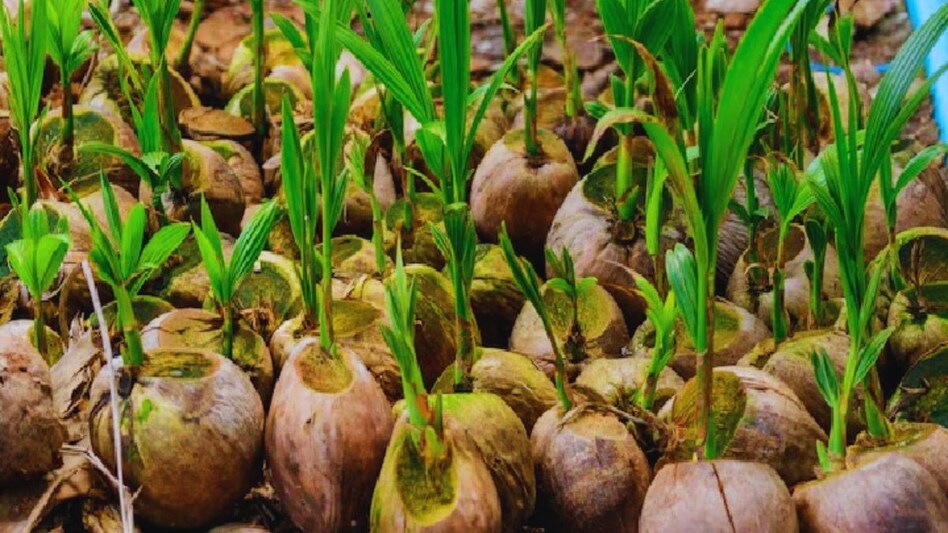 नारियल की खेती पर आठ गुना से ज्यादा बढ़ी सब्सिडी, अब एक पेड़ पर मिलेंगे 45 रुपये नारियल की खेती पर आठ गुना से ज्यादा बढ़ी सब्सिडी, अब एक पेड़ पर मिलेंगे 45 रुपये