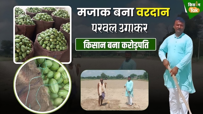 गोरखपुर जिले के चौरीचौरा तहसील के पुरनाहा गांव के किसान सागर यादव