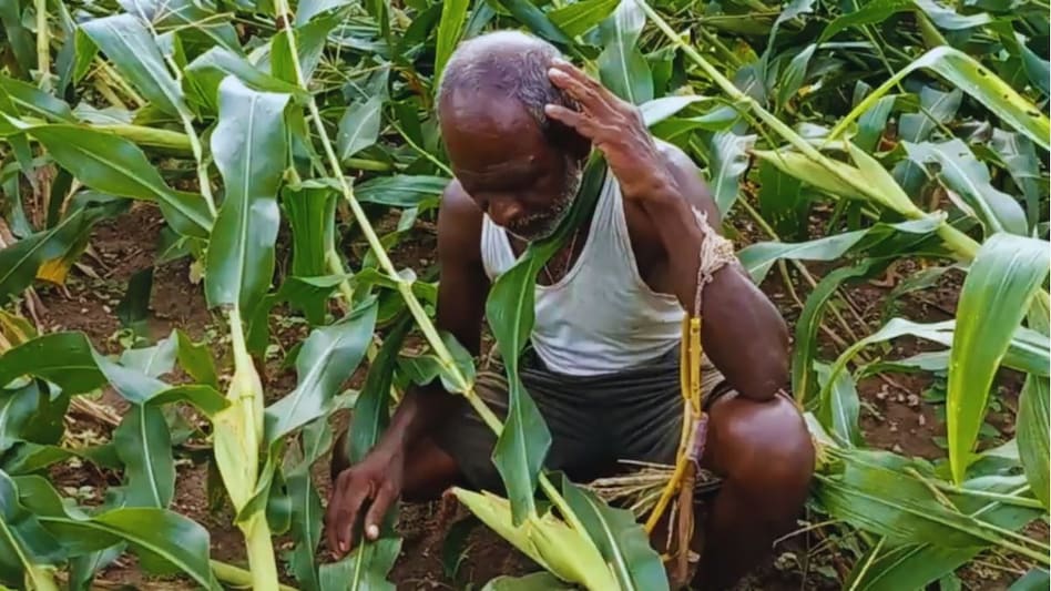 15 सितंबर तक खुला रहेगा ई-क्षतिपूर्ति पोर्टल, नुकसान की जानकारी पोर्टल पर अपलोड करें किसान 15 सितंबर तक खुला रहेगा ई-क्षतिपूर्ति पोर्टल, नुकसान की जानकारी पोर्टल पर अपलोड करें किसान