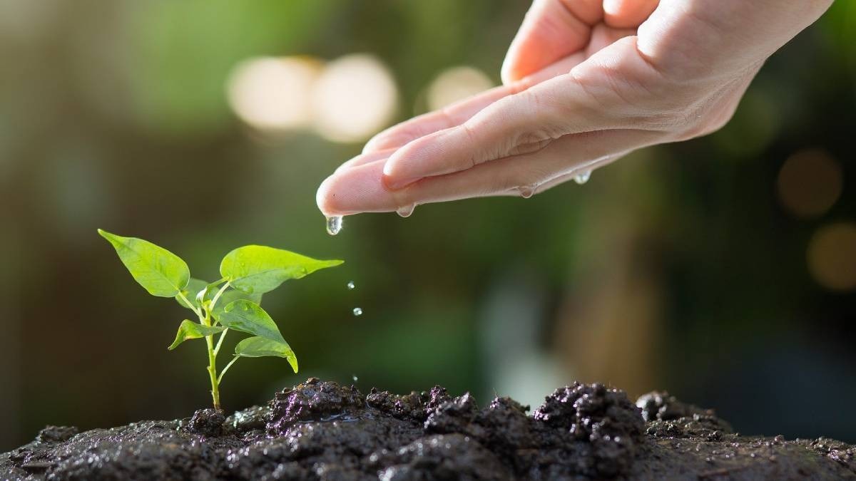 Monsoon gardening tips 