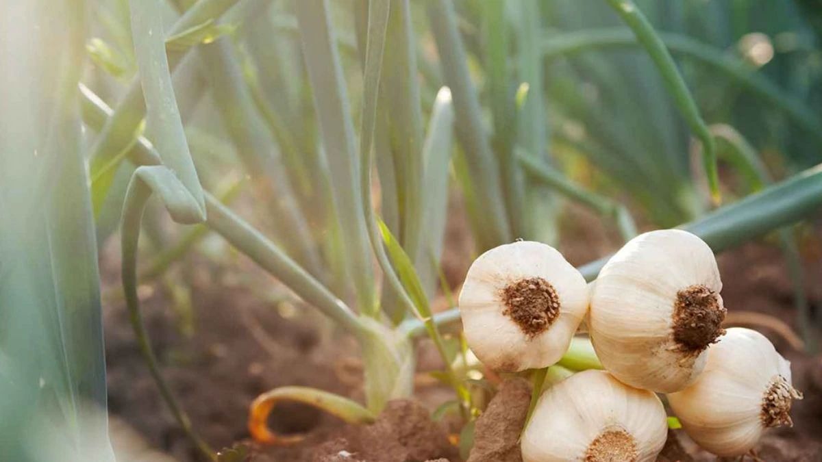 लहसुन की खेती