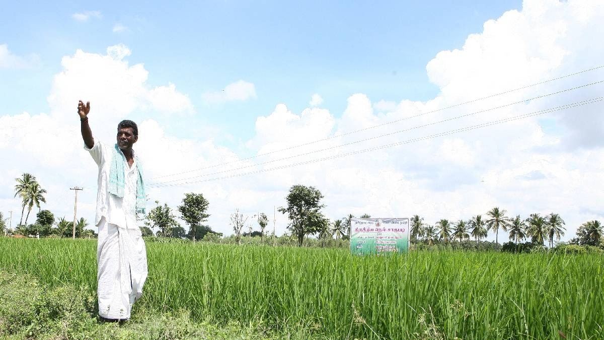 paddy crop