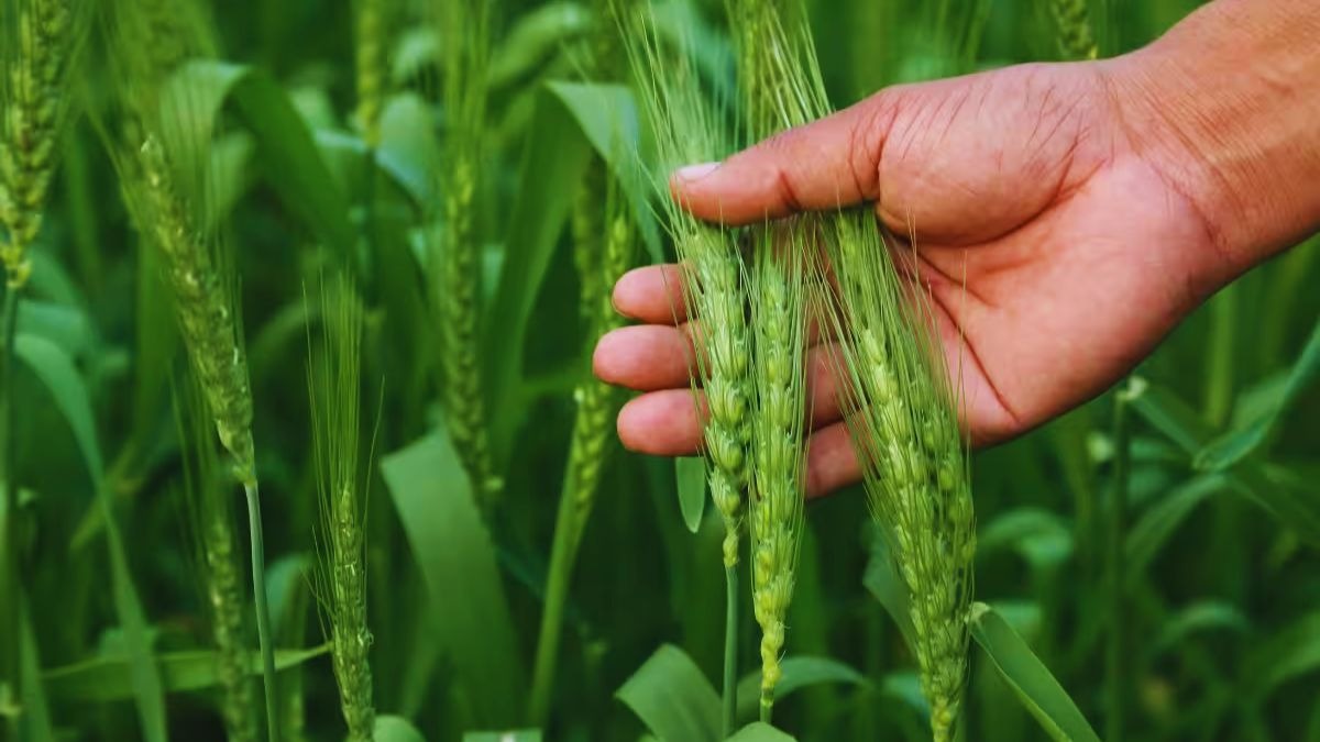Pusa Wheat Kranti HI-1669