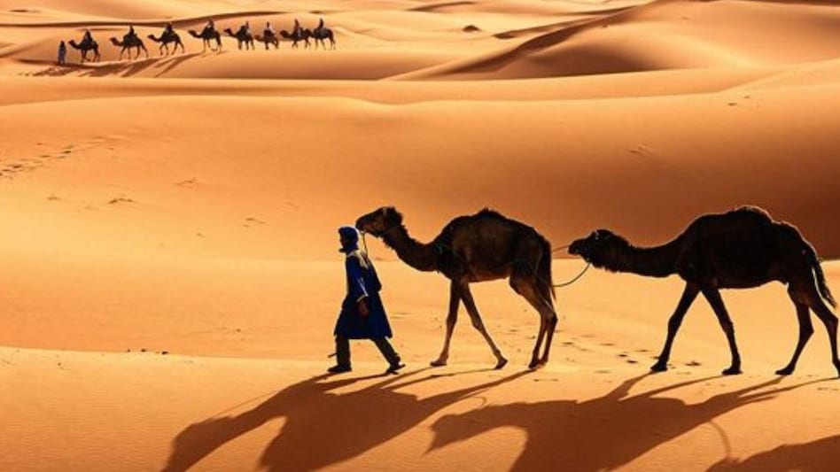 राजस्थान में बढ़ानी है ऊंटों की संख्या तो करने होंगे ये खास काम, पढ़ें प्लान  राजस्थान में बढ़ानी है ऊंटों की संख्या तो करने होंगे ये खास काम, पढ़ें प्लान