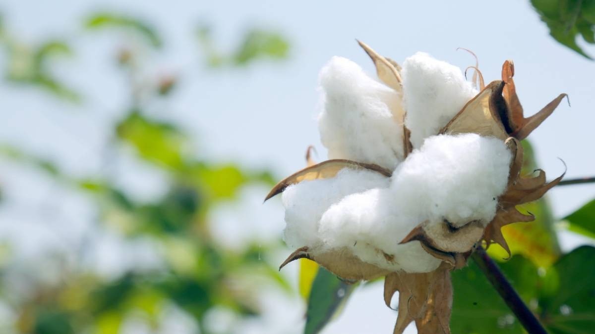 Cotton Pinkbollworm: 