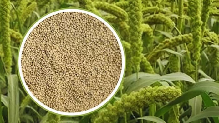 सांवा की खेती