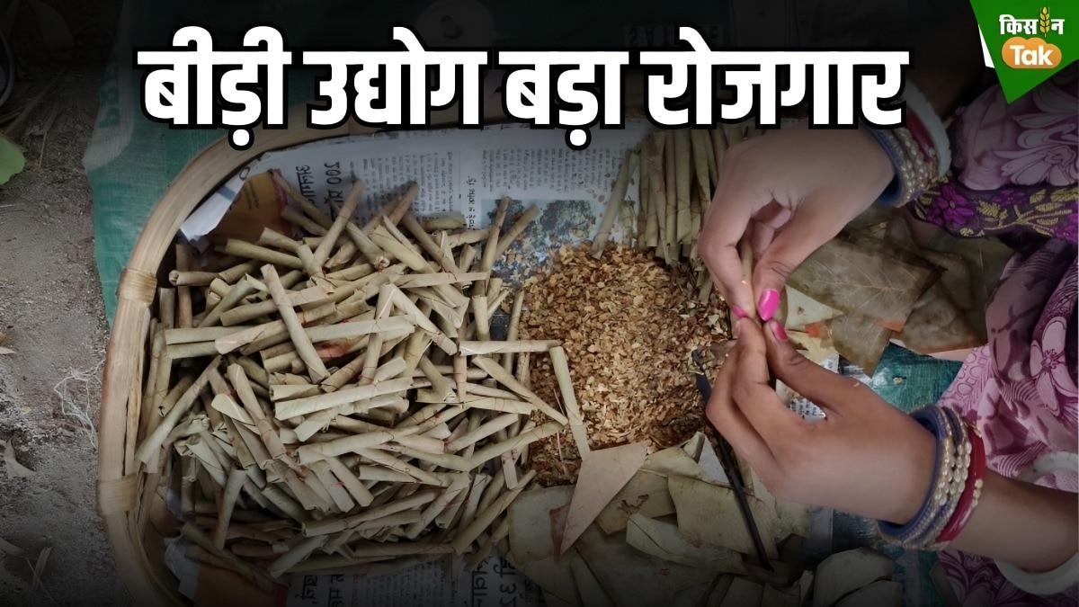 आखिर बीड़ी क्यों बन गई चर्चा का विषय? जानिए देश में बीड़ी उद्योग से जुड़ी खास बातें...