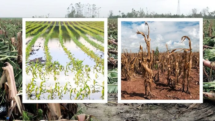 बर्बाद फसलों का मिलेगा मुआवजा