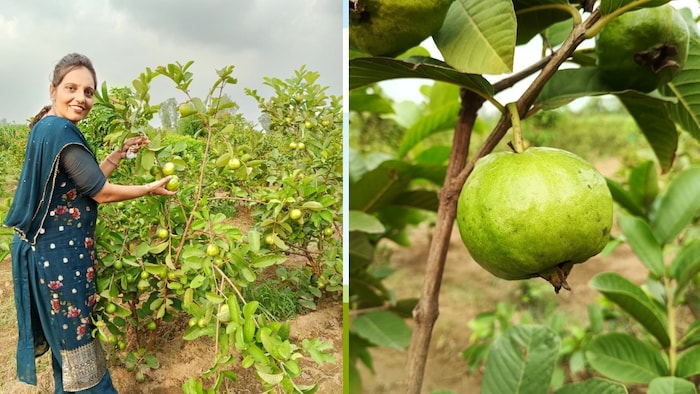 अमरोहा जिले की रहने वाली महिला किसान हितेश चौधरी