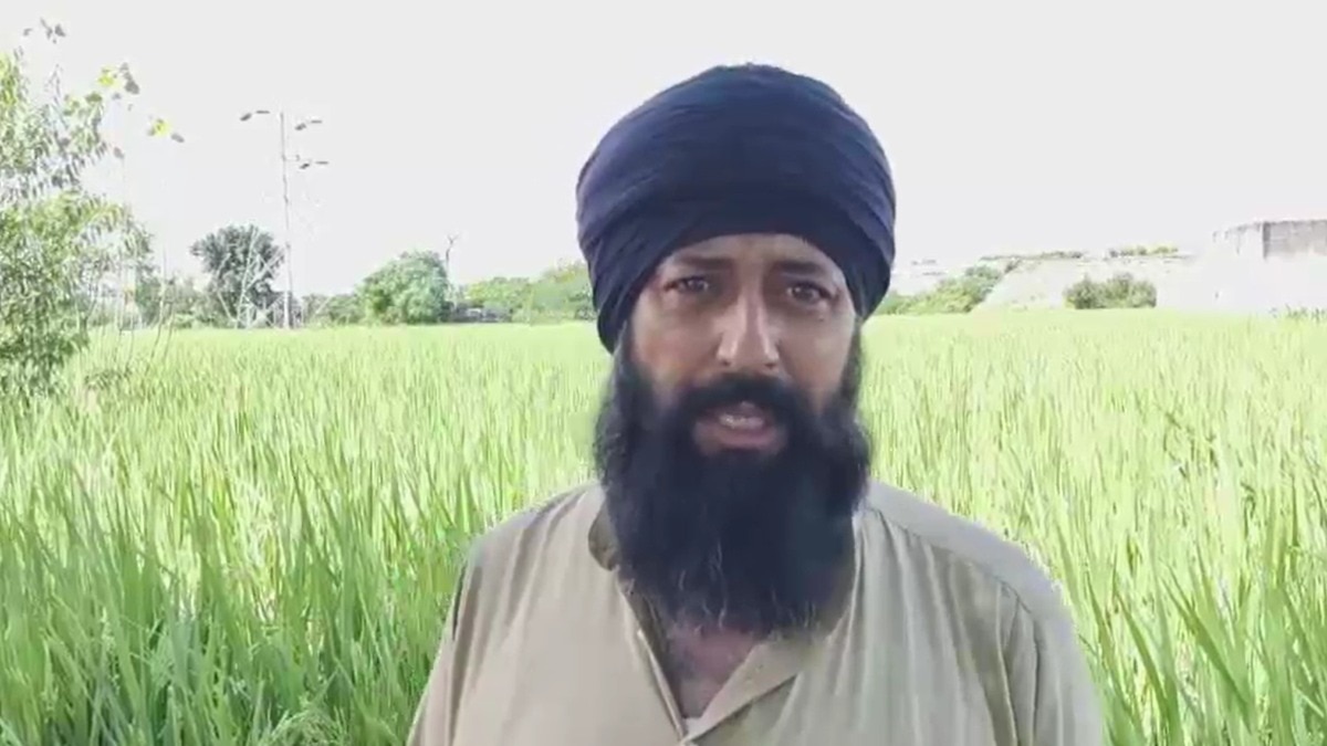 punjab basmati loss