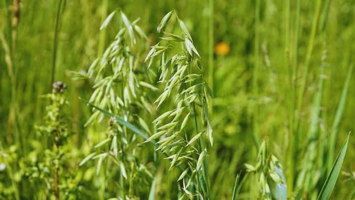 जई की खेती