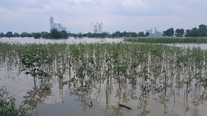 दिल्ली में बाढ़ के चलते डूबी फसलें