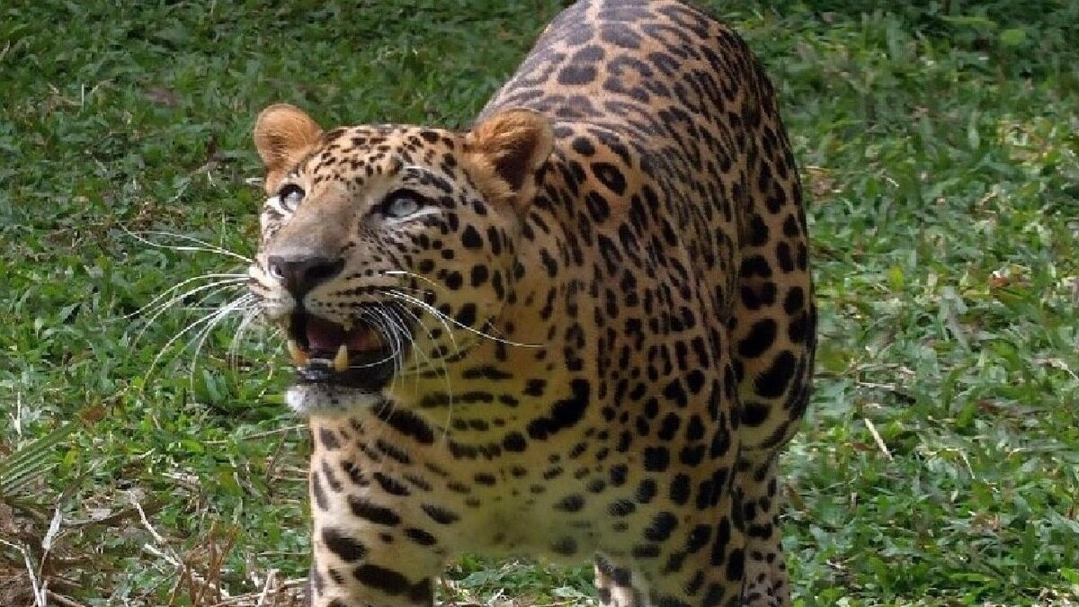 leopard attack