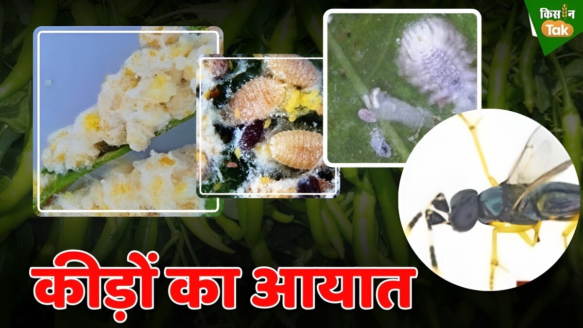 जब भारत ने क‍िसानों के ल‍िए व‍िदेश से मंगाए थे कीट. 
