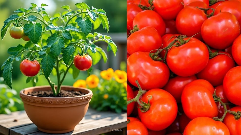 Tomato Crop: मॉनसून के बाद टमाटर पर बढ़ जाता है इस कीट के हमले का खतरा, जानें बचाव के उपाय  Tomato Crop: मॉनसून के बाद टमाटर पर बढ़ जाता है इस कीट के हमले का खतरा, जानें बचाव के उपाय