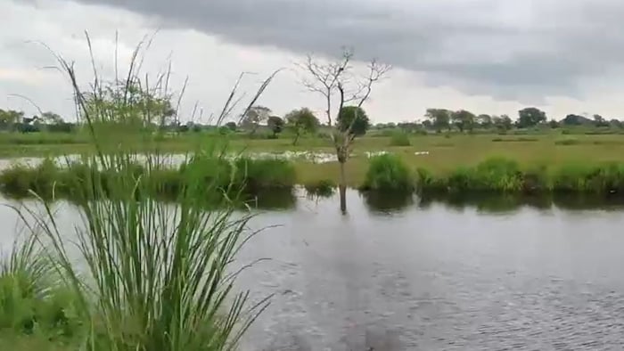 Dholpur farmland submerged crop damage