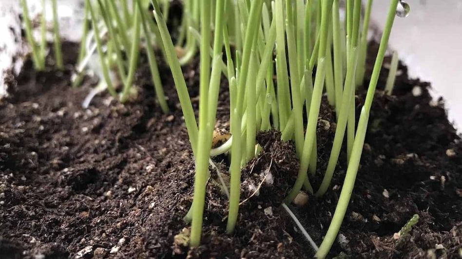 Wheatgrass Farming: घर पर उगाएं ये हेल्दी और कम खर्चीला सुपरफूड, जानें खास तरीका  Wheatgrass Farming: घर पर उगाएं ये हेल्दी और कम खर्चीला सुपरफूड, जानें खास तरीका