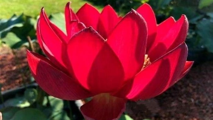 लाल कमल की खेती