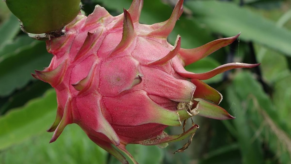 Dragon Fruit: आप भी बालकनी में आसानी से उगा सकते हैं ड्रैगन फ्रूट, जानिए खास तरकीब Dragon Fruit: आप भी बालकनी में आसानी से उगा सकते हैं ड्रैगन फ्रूट, जानिए खास तरकीब