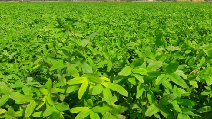 बरसीम की बुवाई