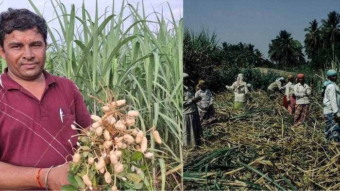 Intercropping Sugarcane