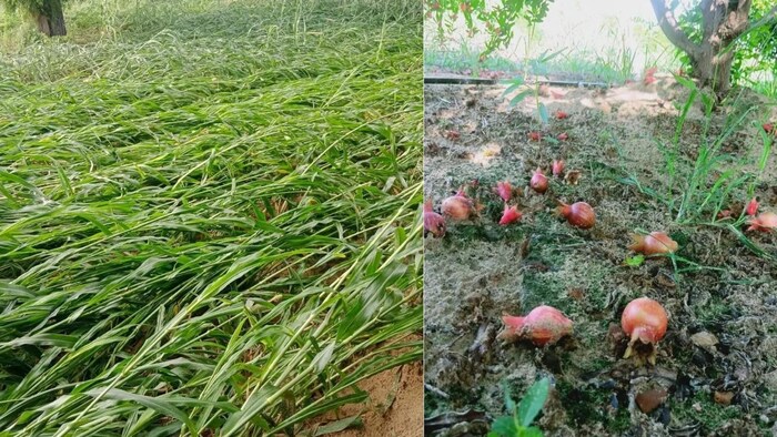 मूंग और बाजरे की फसल पर बारिश का खतरा