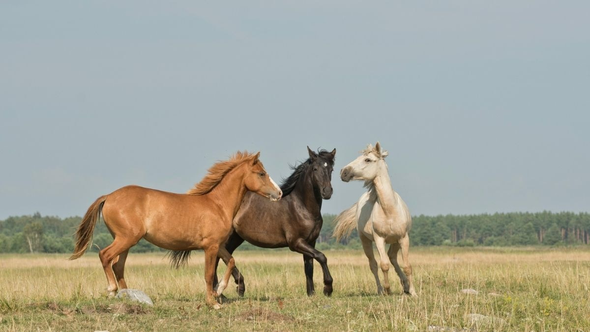 Horses: Photo: Pixels