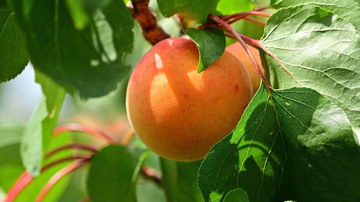 Apricot Leh 