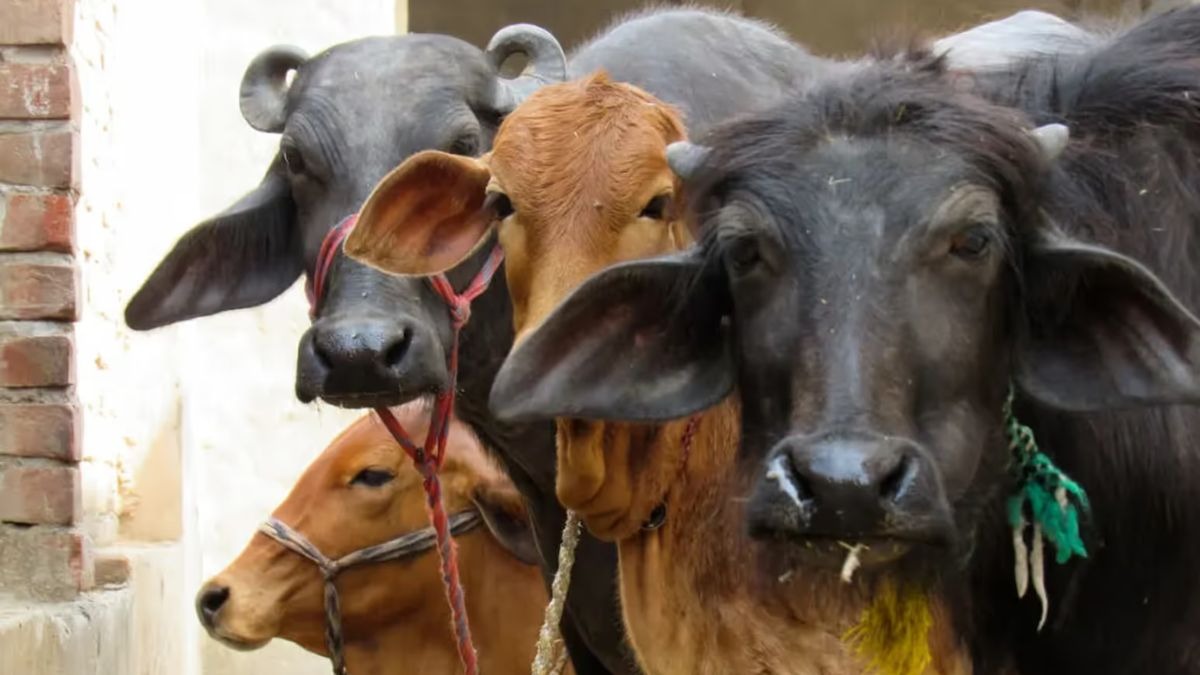 दुधारू पशु खरीदने के टिप्स