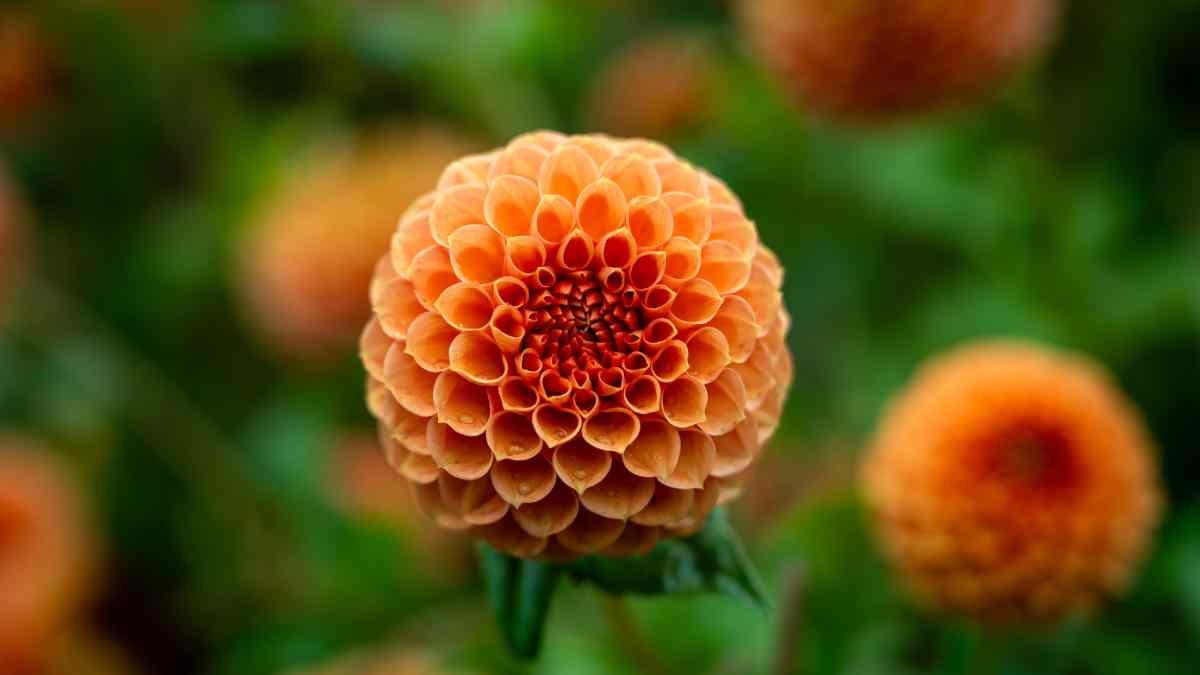 Flower Maharashtra  